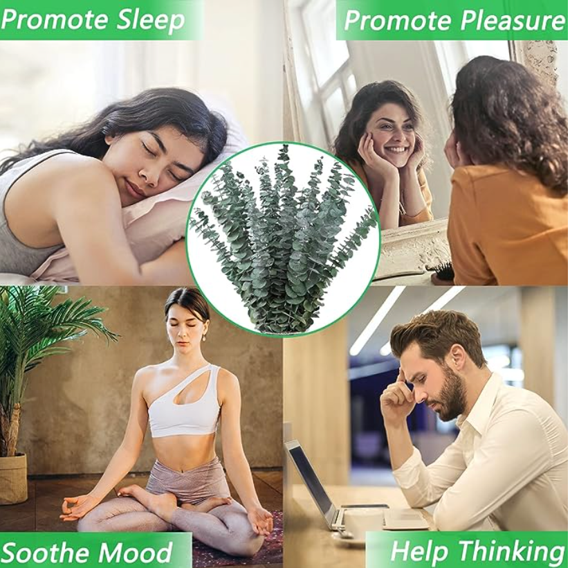 12 Pcs Eucalyptus stems for Shower Enhancement