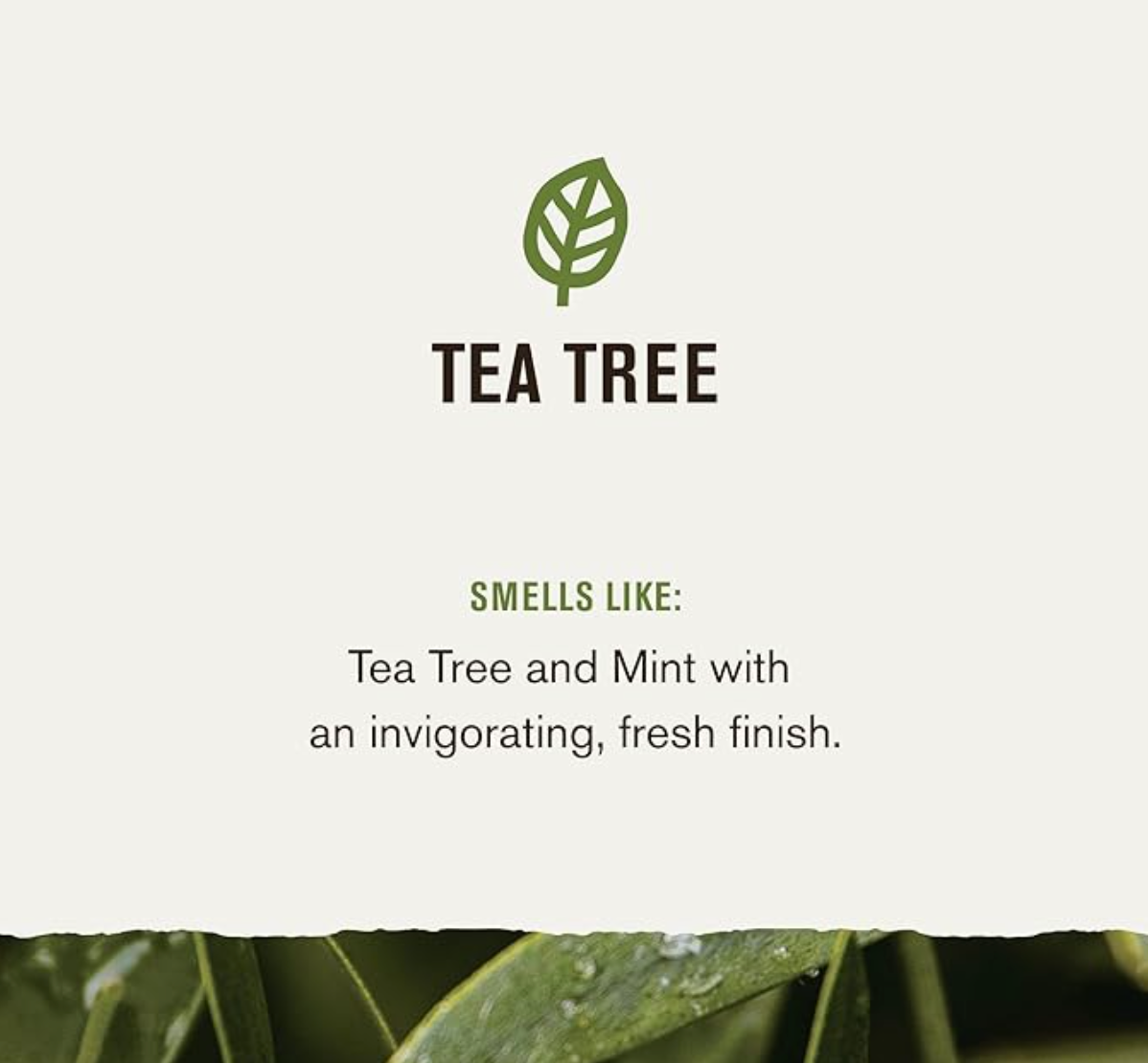 Every Man Jack 2-in-1 Daily Men's Shampoo + Conditioner / Tea Tree + Cedar / Naturally Derived and No Harmful Chemicals -24oz